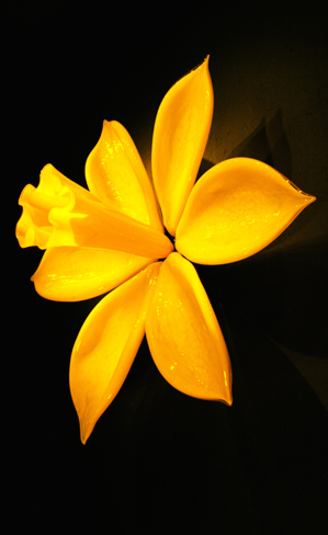 Blown Glass Daffodil Flower by Samuel Decker